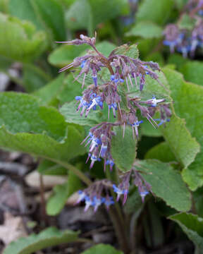 Image of Trachystemon orientalis