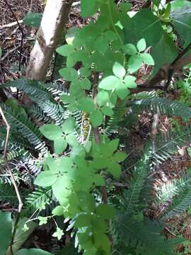 Image of Tropaeolum pentaphyllum Lam.