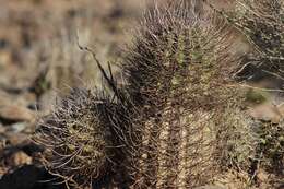 Image of Echinopsis leucantha (Gillies ex Salm-Dyck) Walp.