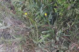 Plancia ëd Agoseris grandiflora (Nutt.) Greene