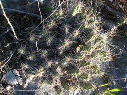 Image of Lady-finger Cactus