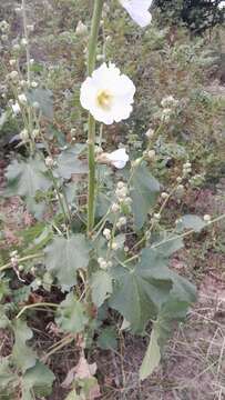 Image of Alcea nudiflora (Lindl.) Boiss.