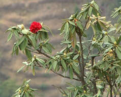 Image of Tree Rhododendron