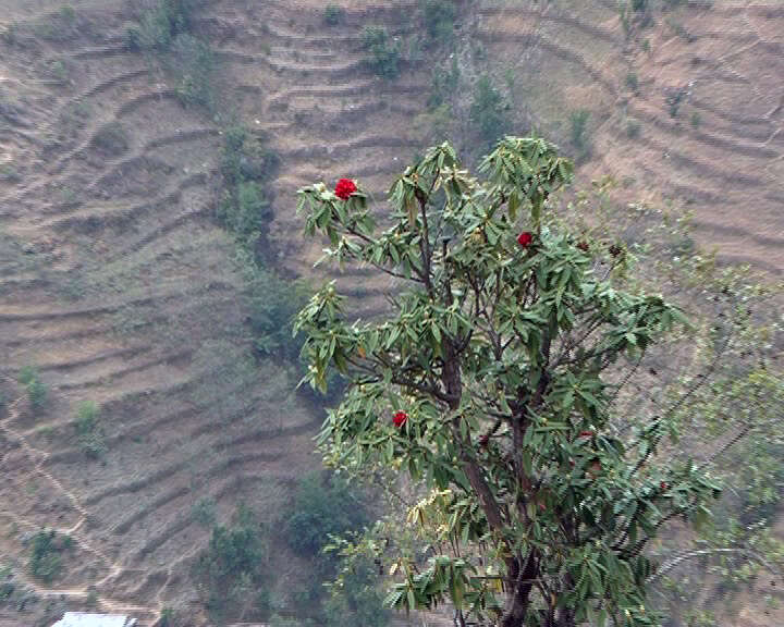 Image of Tree Rhododendron