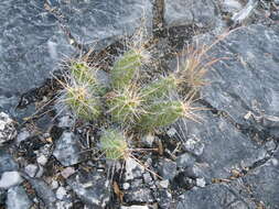 Image of Lady-finger Cactus