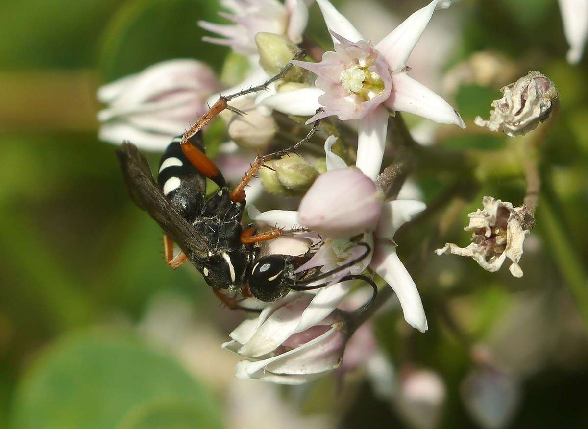 Image of Episyron albonotatum (Vander Linden 1827)