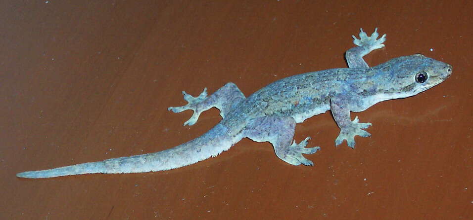 Image of Flat-tailed House Gecko