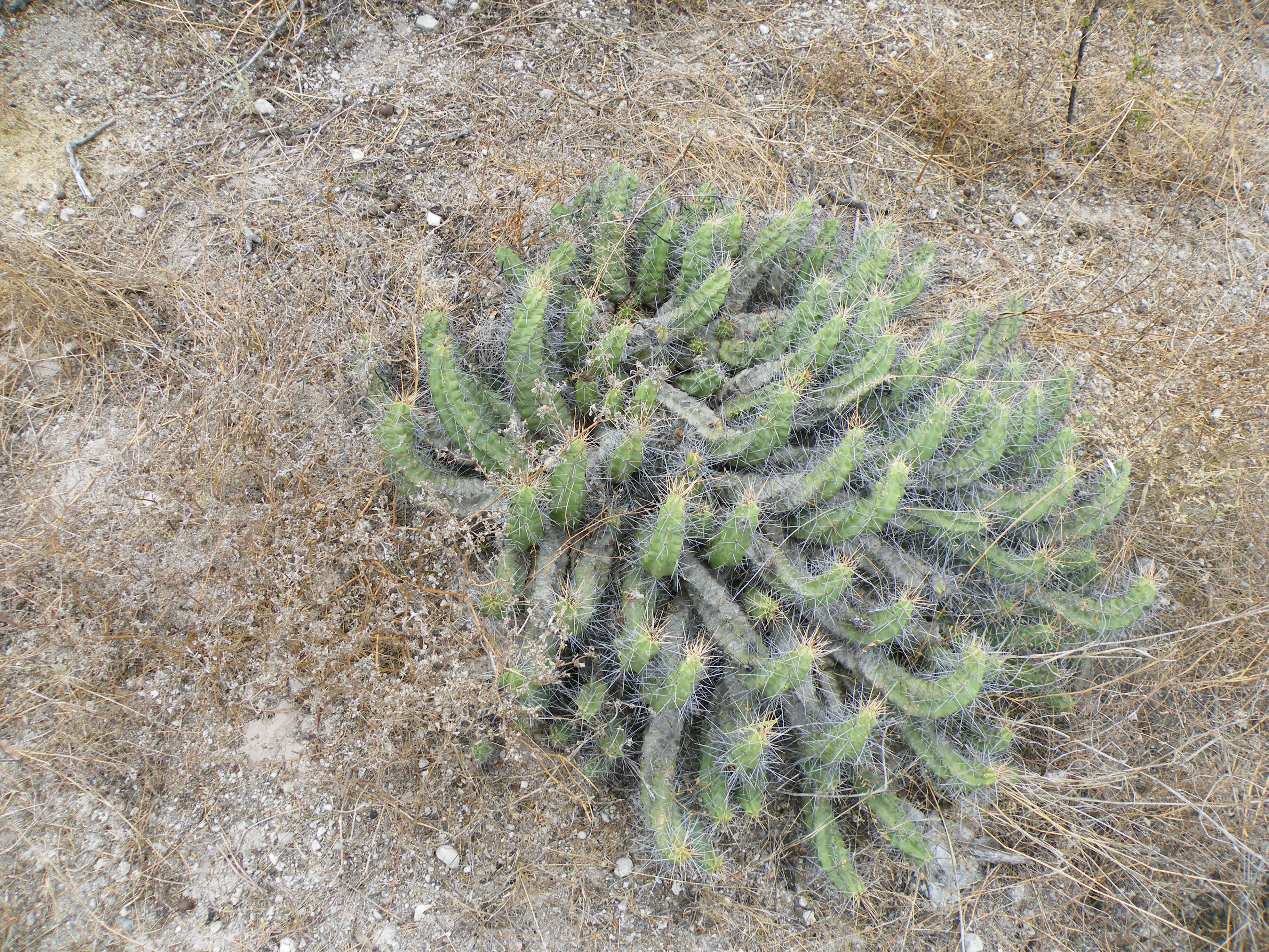 Image of Lady-finger Cactus