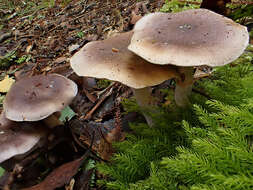 Image of Cortinarius dysodes Soop 2001