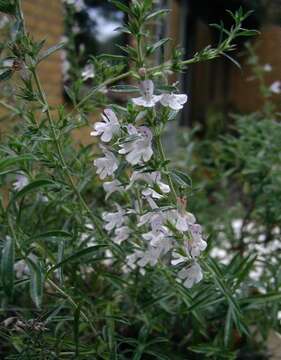 Image of perennial savory