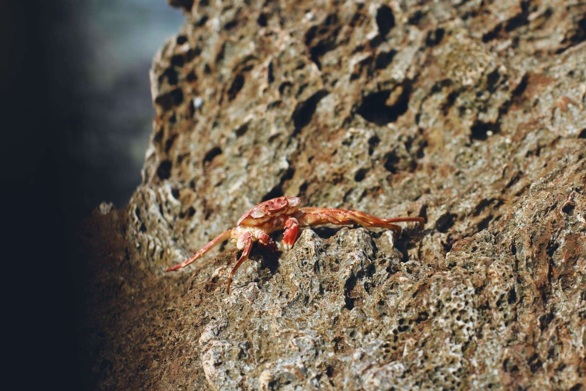 Image of Natal lightfoot crab