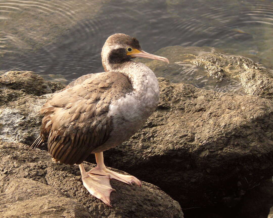 Image of Spotted Shag