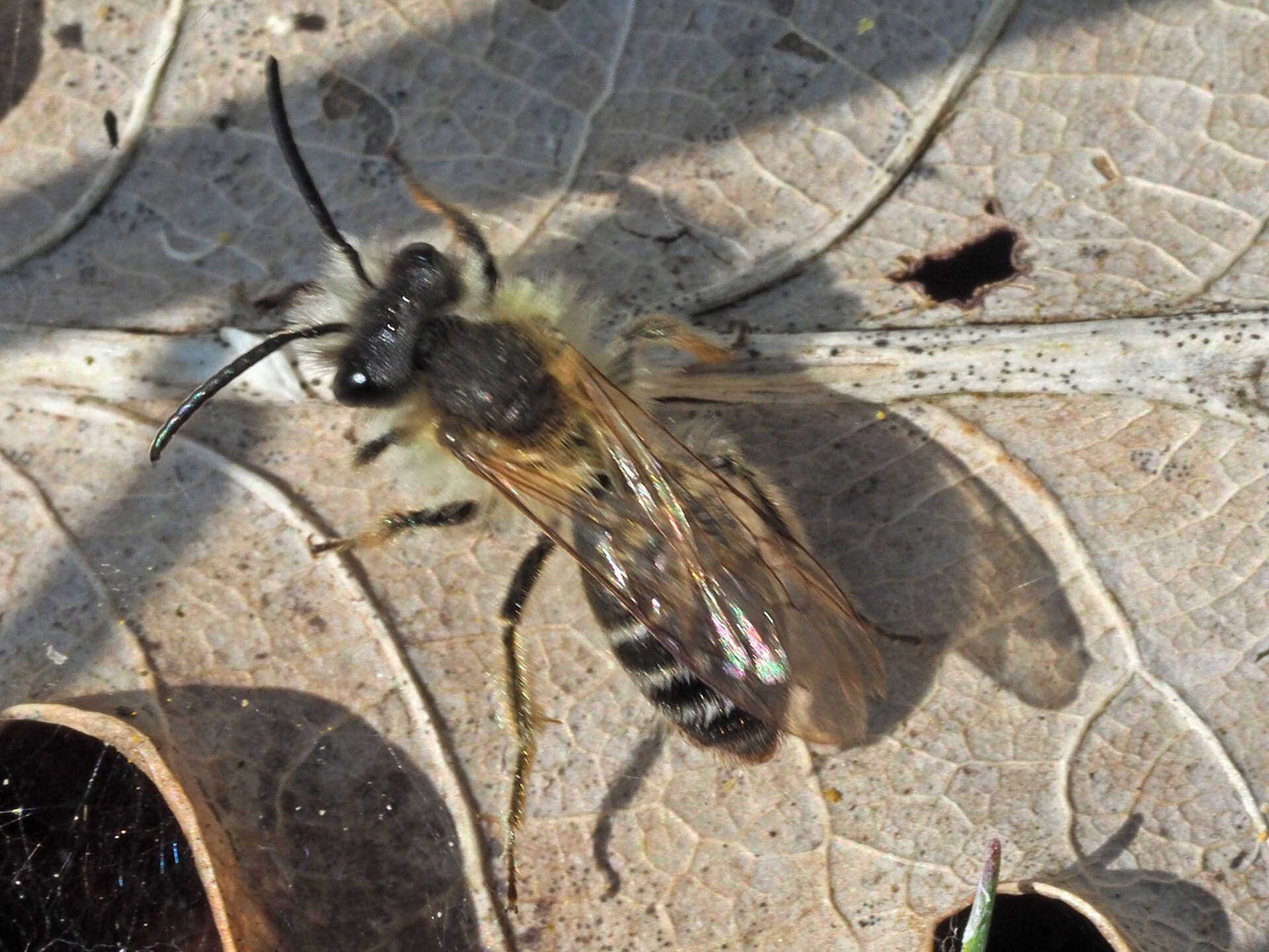 Image of Andrena gravida Imhoff 1832