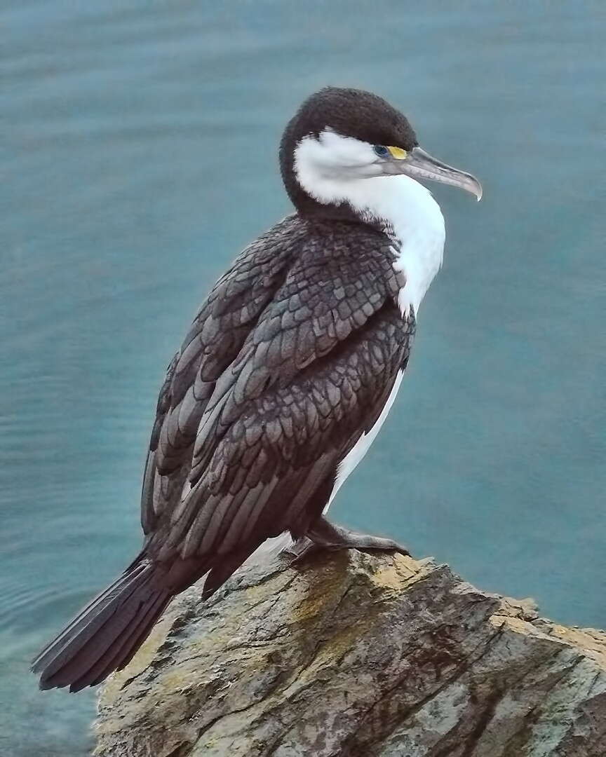 Image of Phalacrocorax Brisson 1760