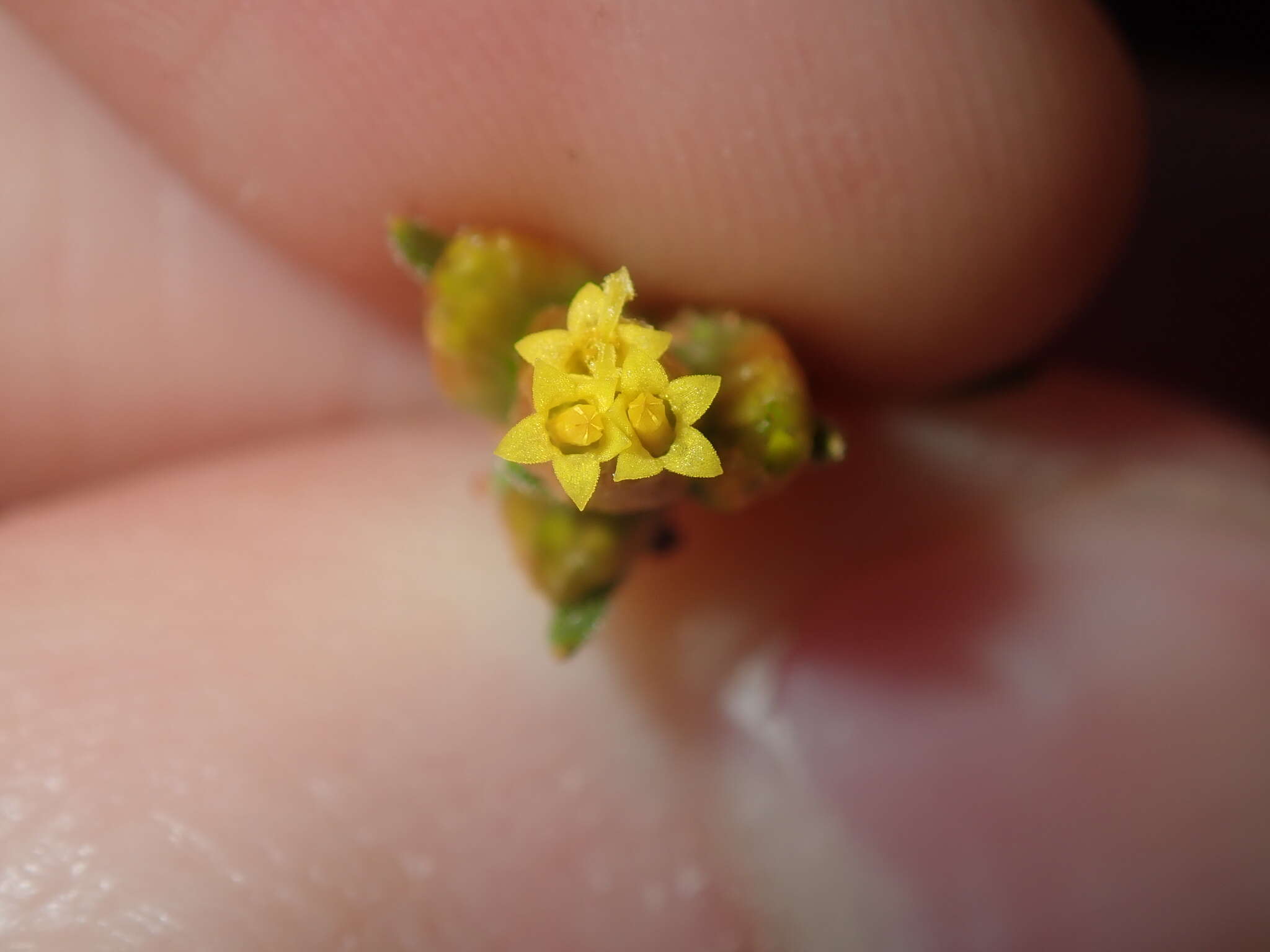 صورة Rhodanthe charsleyae (F. Müll.) P. G. Wilson