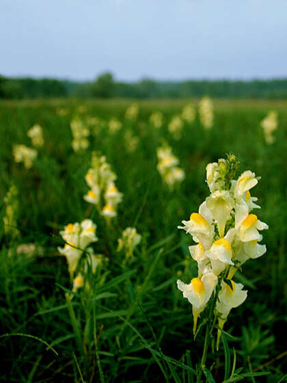 Image of Common Toadflax