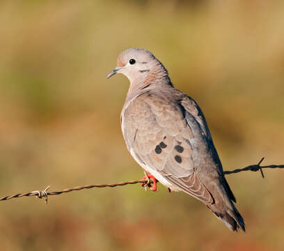 Image of Eared Dove