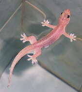 Image of Common Four-clawed Gecko