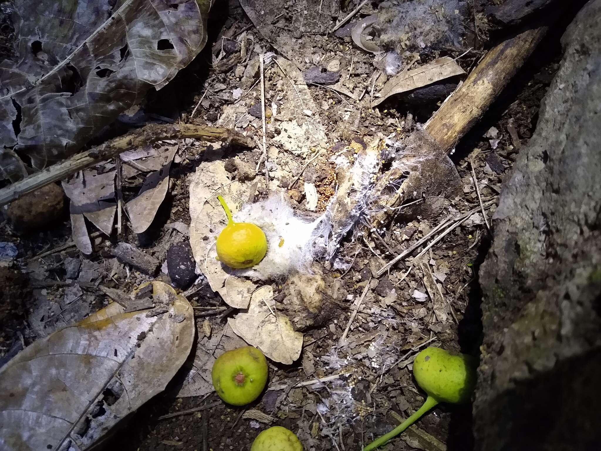 Слика од Ficus copiosa Steud.