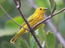 Image of Mangrove Warbler