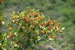 Imagem de Combretum kraussii Hochst.