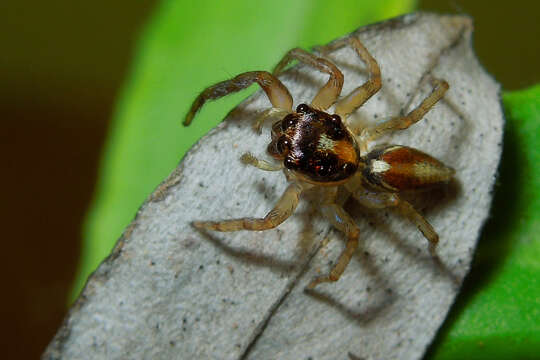 Image of Antillattus cambridgei (Bryant 1943)