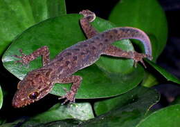 Image of Marbled Bow-fingered Gecko