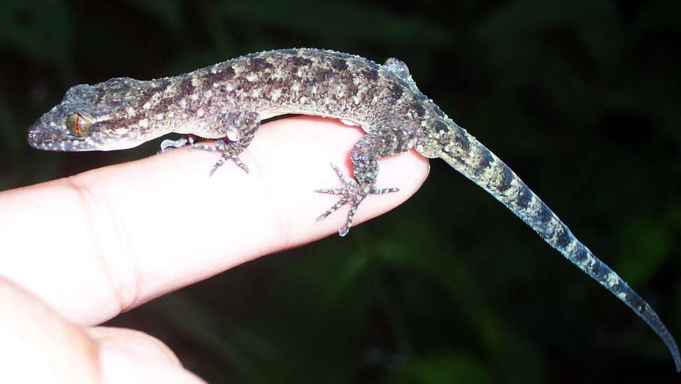 Image of Marbled Bow-fingered Gecko