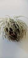 Image of Tillandsia atroviridipetala Matuda