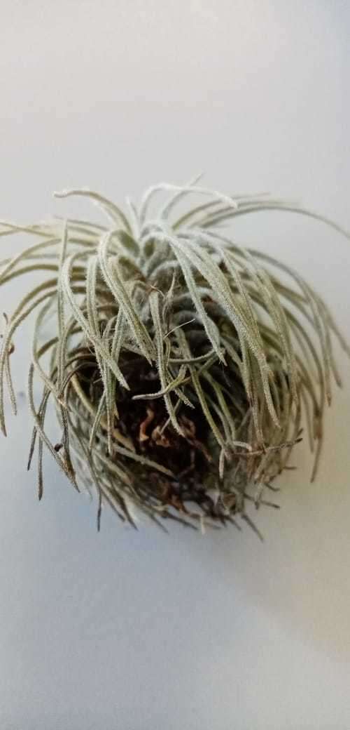 Image of Tillandsia atroviridipetala Matuda