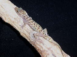 Image of Marbled Bow-fingered Gecko