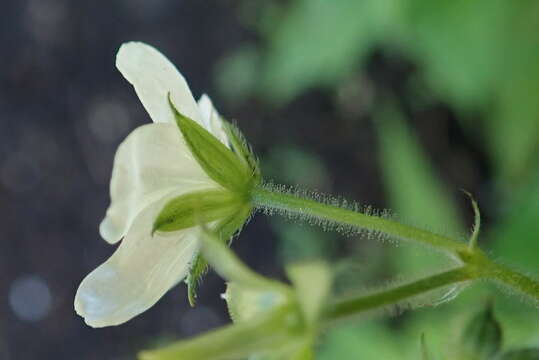 Sivun Geranium wislizeni S. Watson kuva