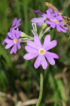 Plancia ëd Primula farinosa L.