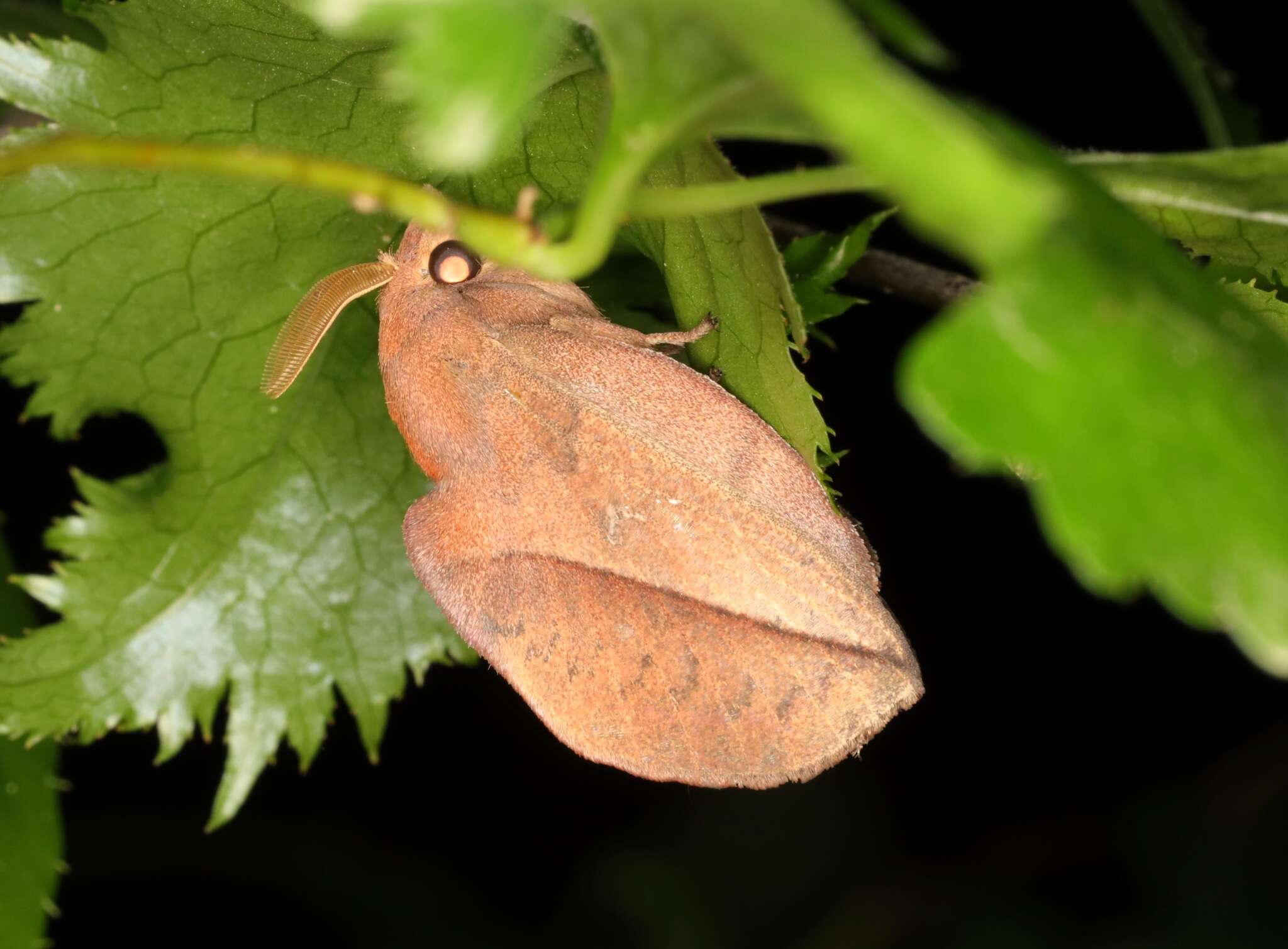 Слика од Euthrix isocyma Hampson 1892