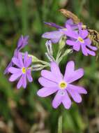 Plancia ëd Primula farinosa L.