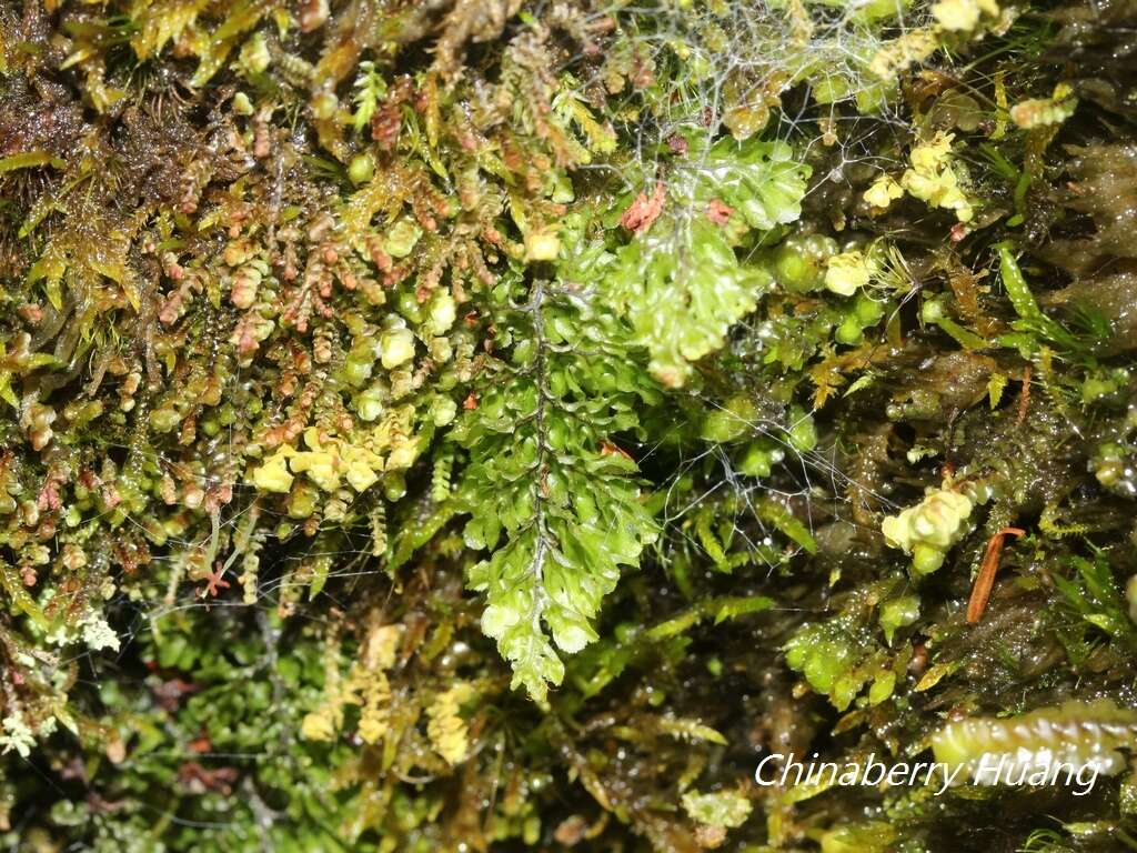 Image of Hymenophyllum barbatum (v. d. Bosch) Bak.