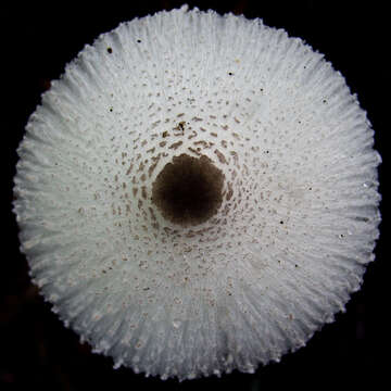 Image of Leucocoprinus brebissonii (Godey) Locq. 1943