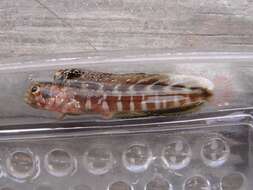 Image of Reef-sand blenny