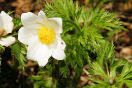 Pulsatilla alpina (L.) Delarbre resmi