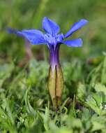 Image of spring gentian