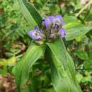 Image of Gentiana cruciata subsp. cruciata