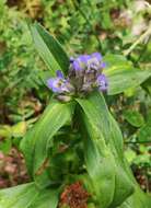 Image of Gentiana cruciata subsp. cruciata