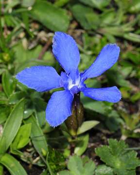 Image of spring gentian