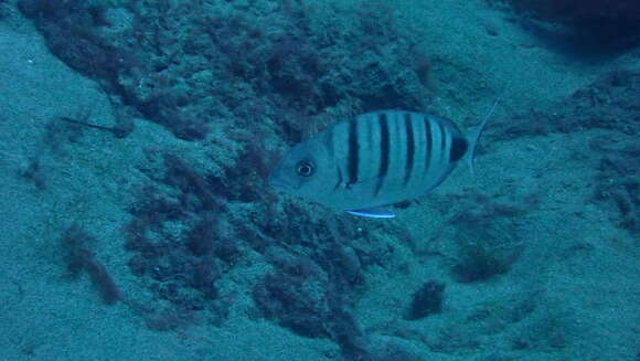 Image of Moroccan white seabream