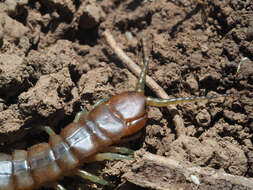 Image of Scolopendra cretica Lucas 1853