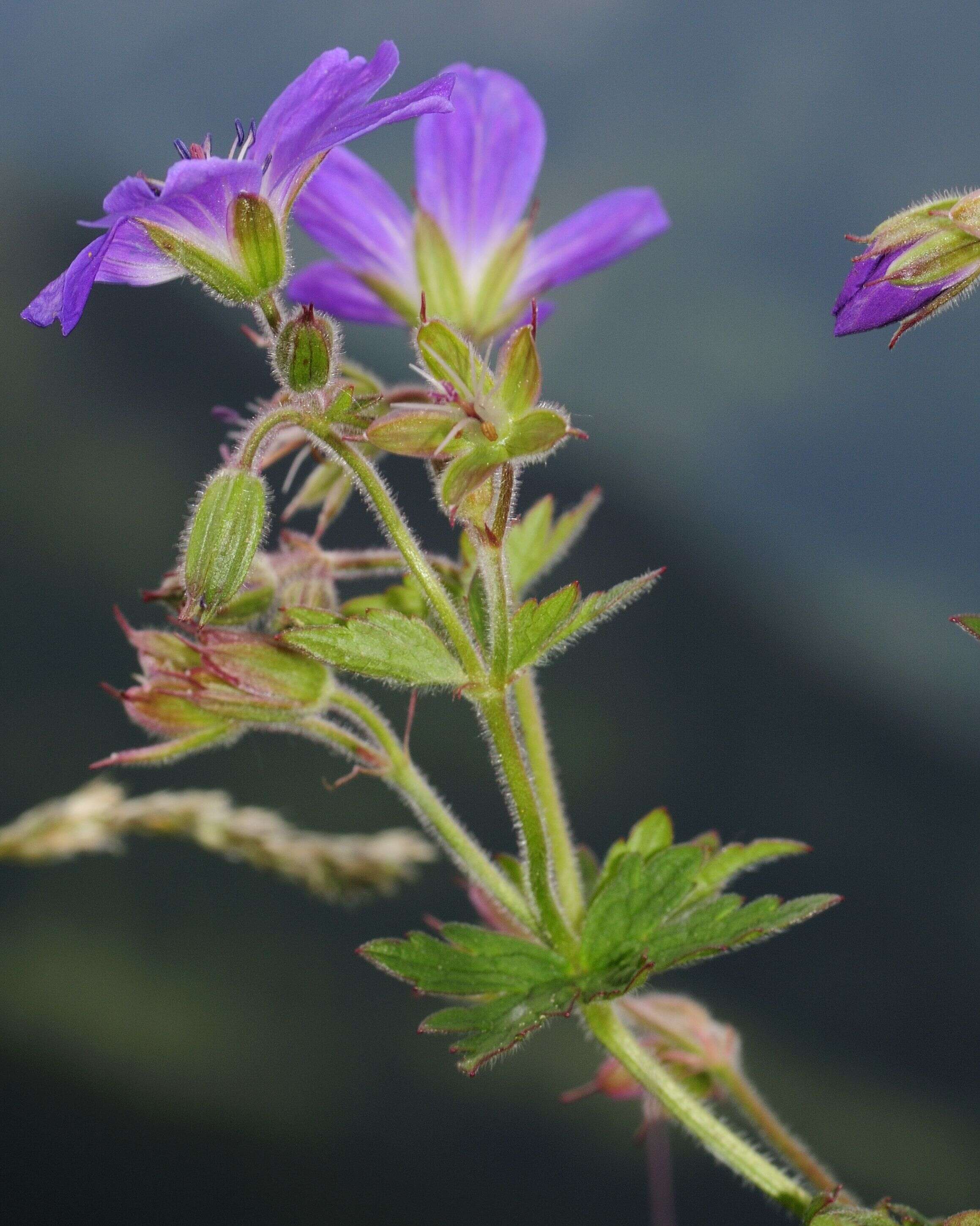 Image of Wood Crane's-bill