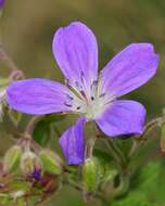 Image of Wood Crane's-bill