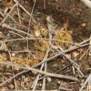 صورة Drosera nitidula subsp. omissa (Diels) N. Marchant & Lowrie