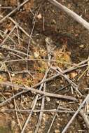 صورة Drosera nitidula subsp. omissa (Diels) N. Marchant & Lowrie