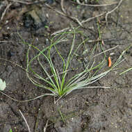 Image of Evergreen Quillwort